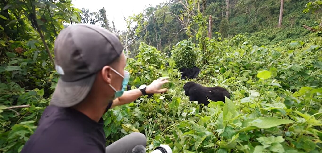 Gorilla trekking Bwindi
