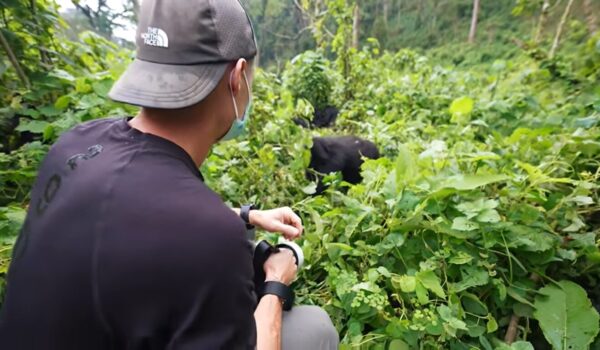 Gorilla Trekking Africa