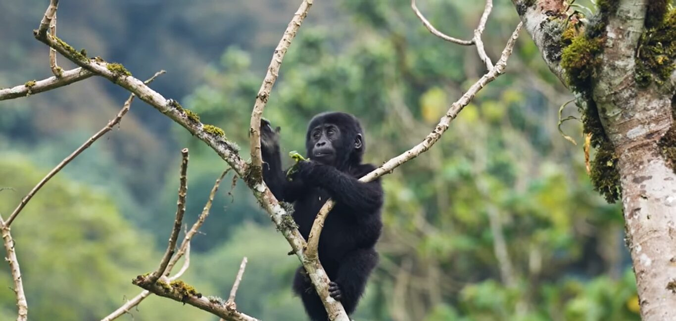 Gorilla trekking Africa