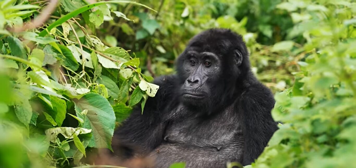 Gorilla trekking Africa