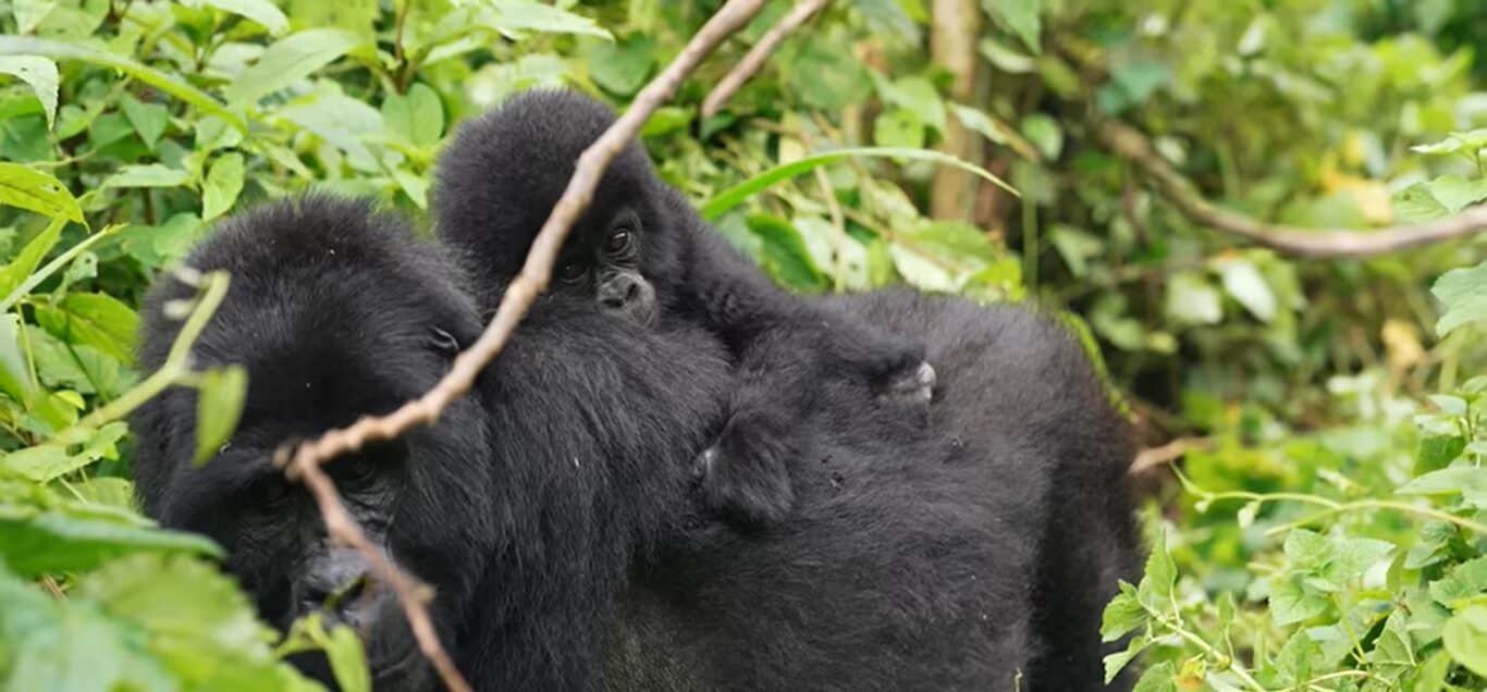 Easy gorilla trekking in Uganda