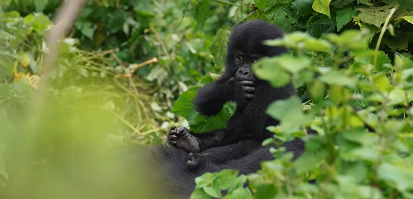 Gorilla trekking Bwindi