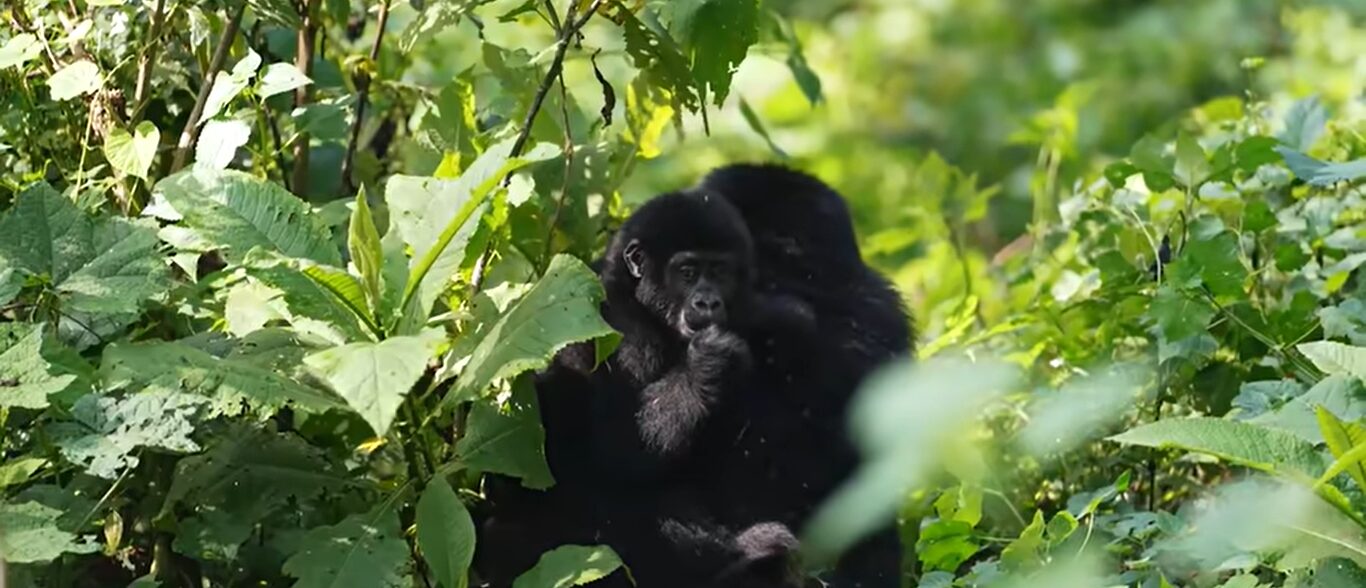 Easy Gorilla trekking in Uganda