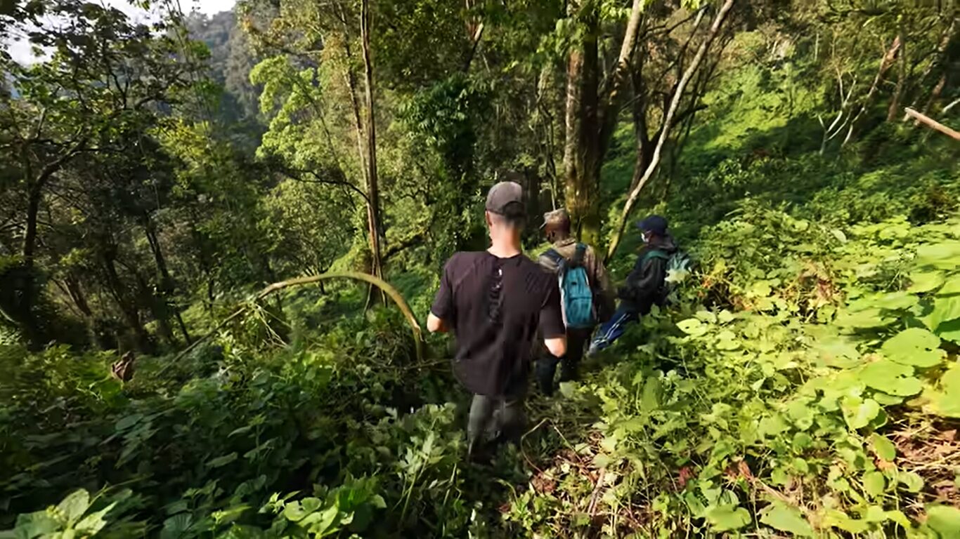 Easy gorilla trekking in Uganda