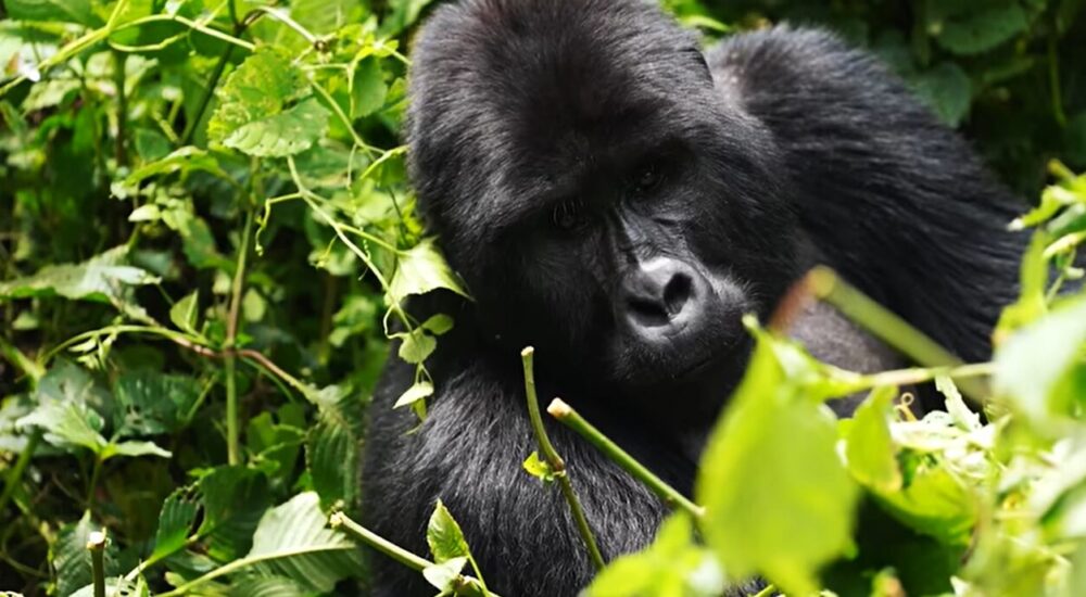 Gorilla Trekking Bwindi