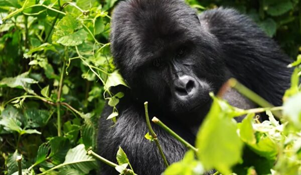 Gorilla Trekking Bwindi