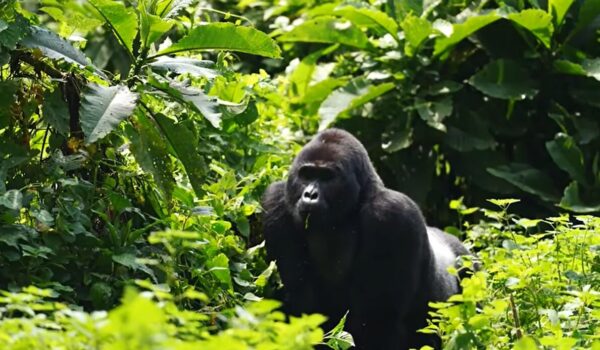 Gorilla Trekking Bwindi