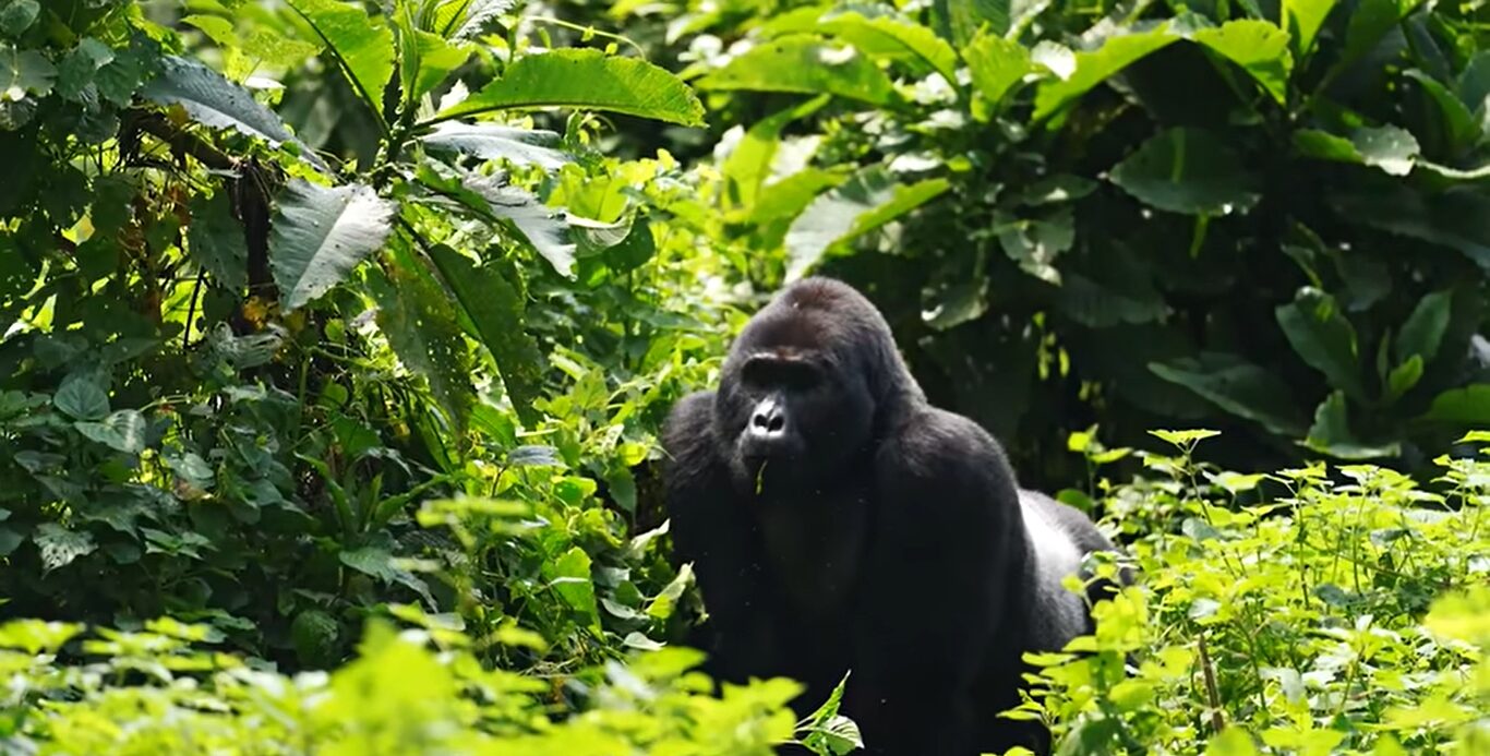 Gorilla trekking Bwindi