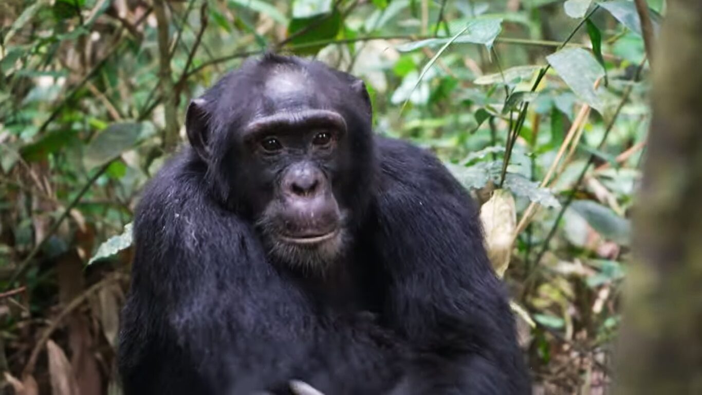 Chimpanzee vs Gorilla