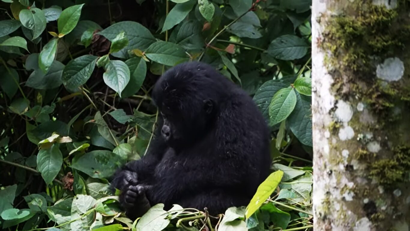 Chimpanzee vs gorilla