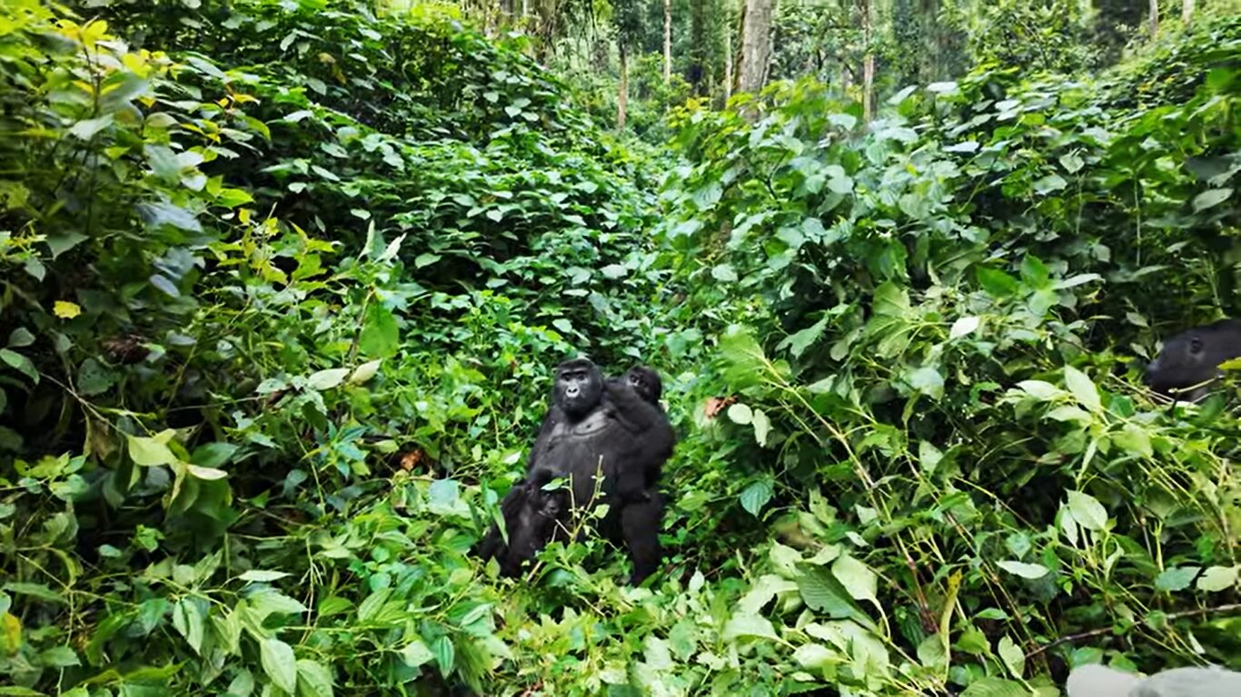 VIP gorilla trekking