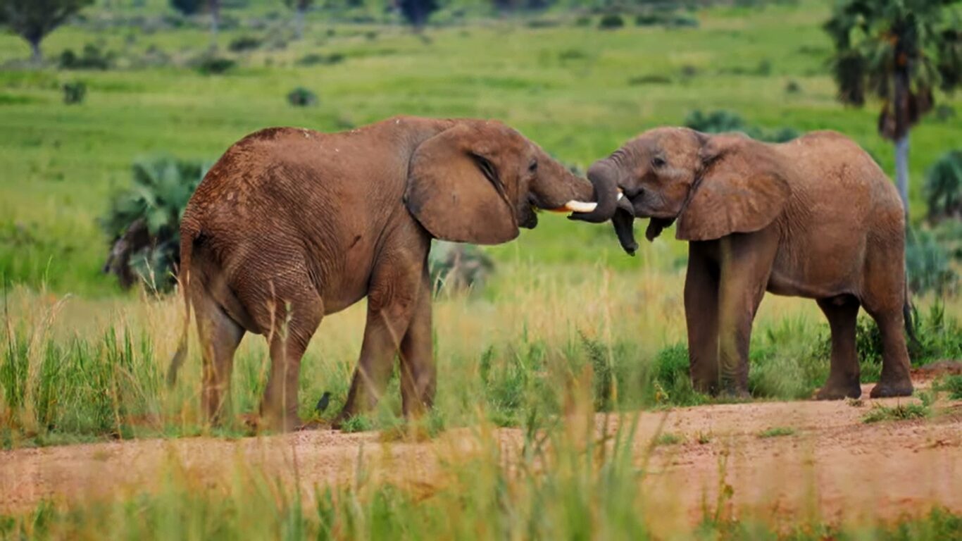 Murchison national park animals