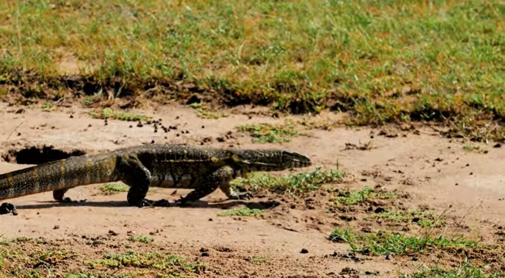 Uganda Reptile Village