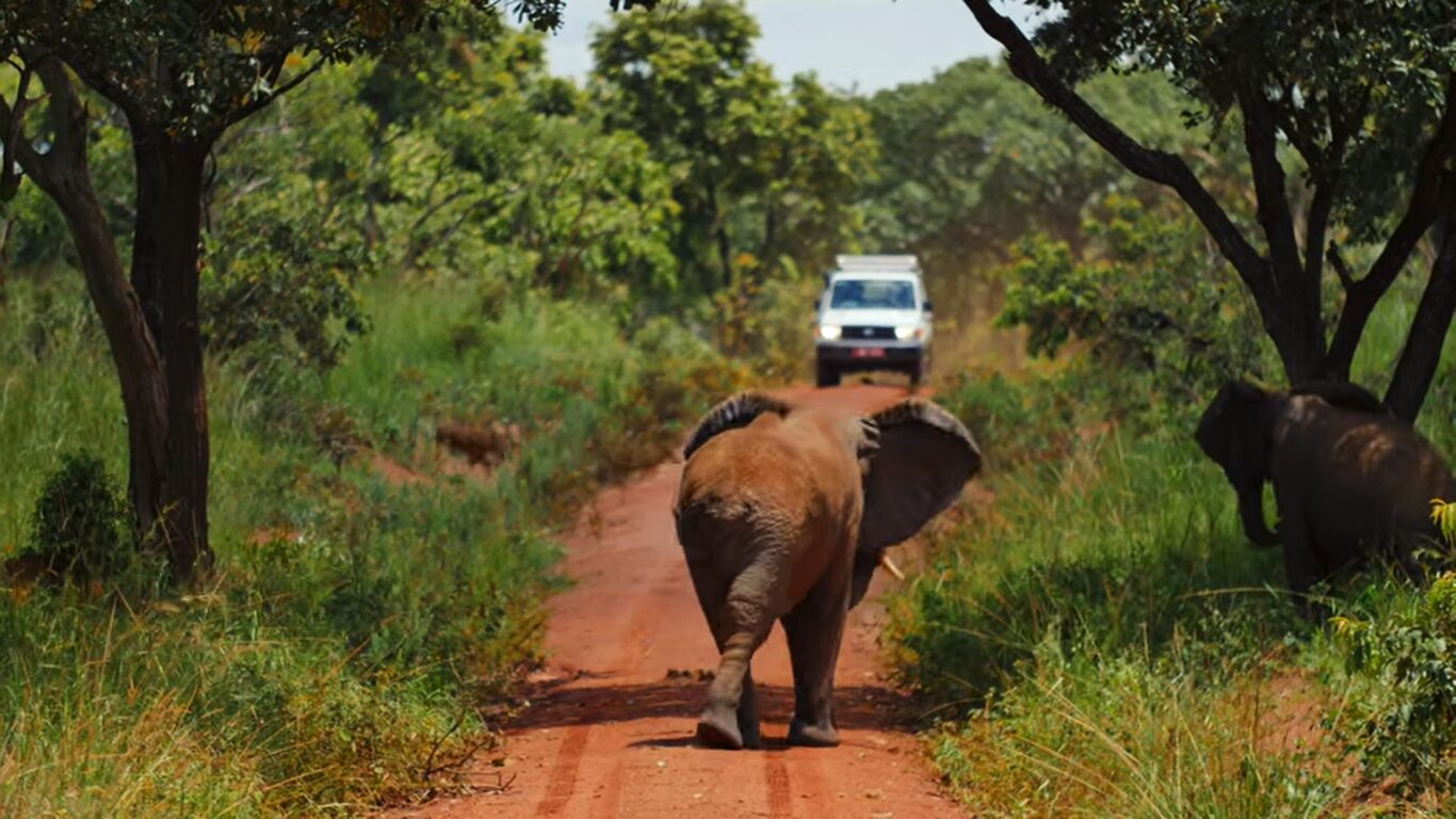 Murchison falls national park game drives