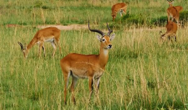 East African Overland Safari