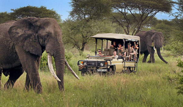 Tanzania Safaris