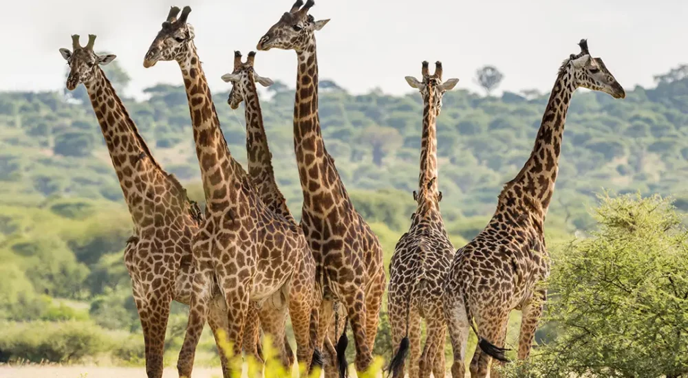 Tarangire National Park