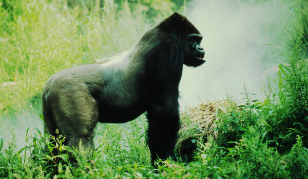 The Eastern Lowland Gorilla