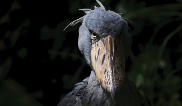 The Shoebill Stork