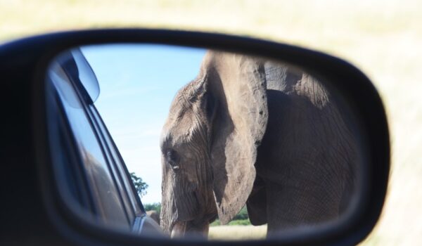 Tips On Driving In Kenya
