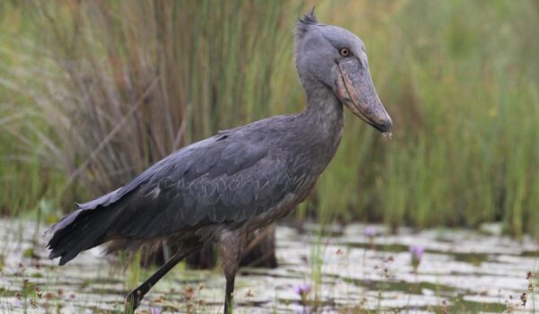 Top 10 Birds You Can Watch On A Safari