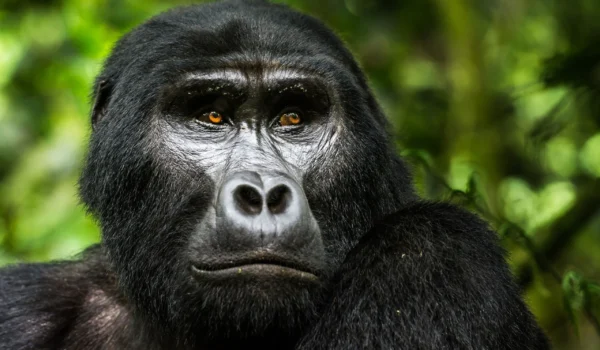 Top Safari Activities To Do In Uganda