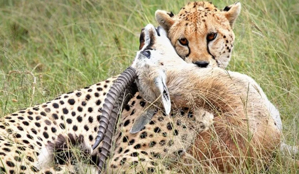 Tsavo East National Park