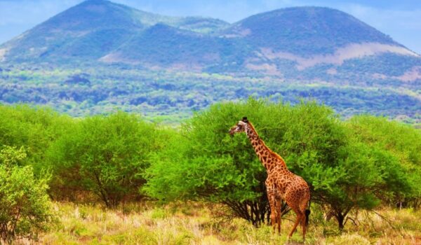Tsavo West National Park