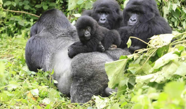Uganda Mountain Gorillas
