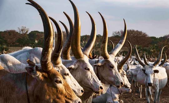 Une Expérience Hors Des Sentiers Battus Au Sud Soudan