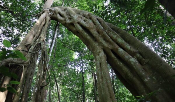 Uwinka Trail In Nyungwe Forest
