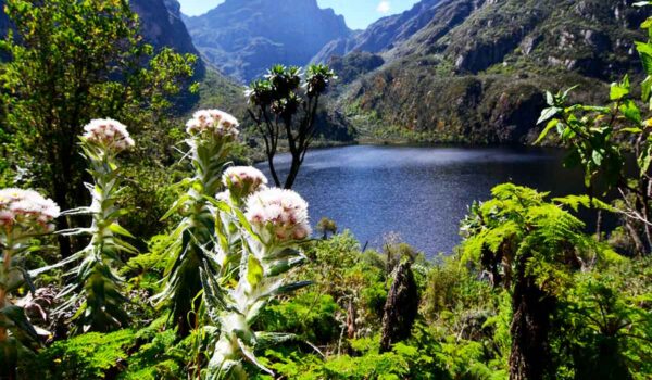 Vegetations Of Rwenzori Mountains