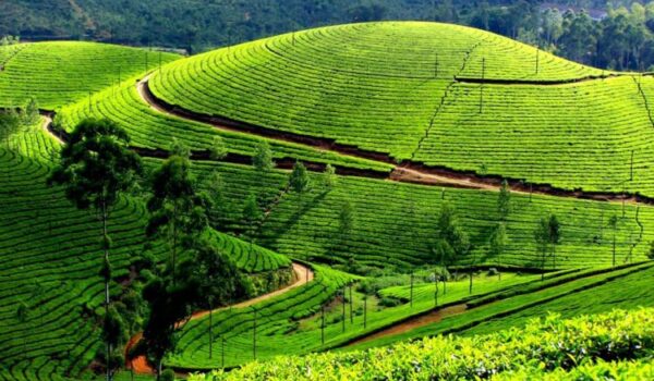 Visit Gisakura Tea Plantation In Nyungwe National Park