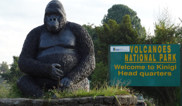 Volcanoes National Park Rwanda