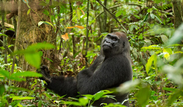 Western Lowland Gorillas