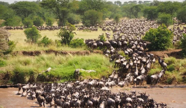 Wildebeest Migration Safari