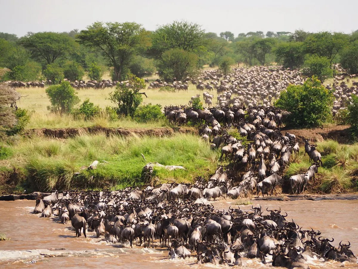 Wildebeest Migration Safari