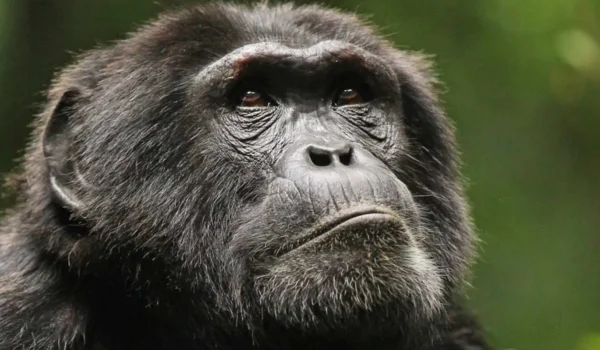 Ngogo Chimpanzees
