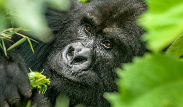 Mgahinga Gorilla National Park