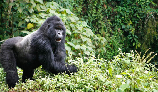 Primate Safaris In Rwanda