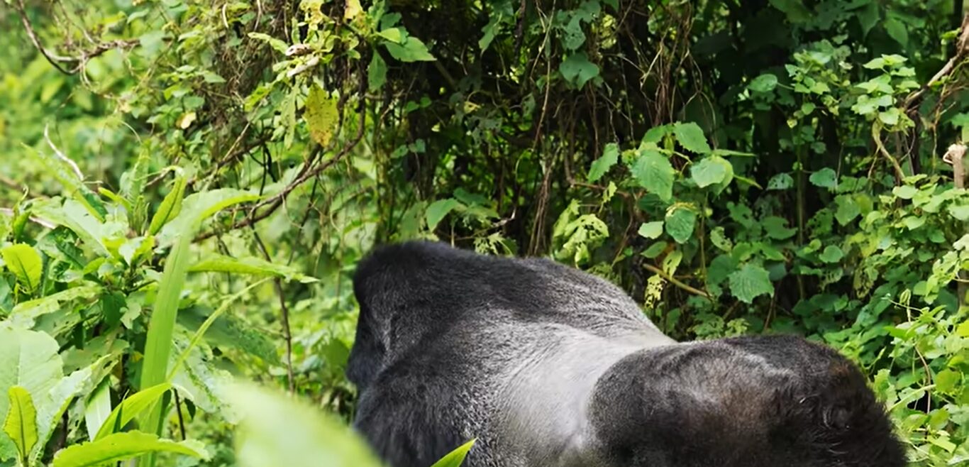 Gorilla Uganda adventure tours.