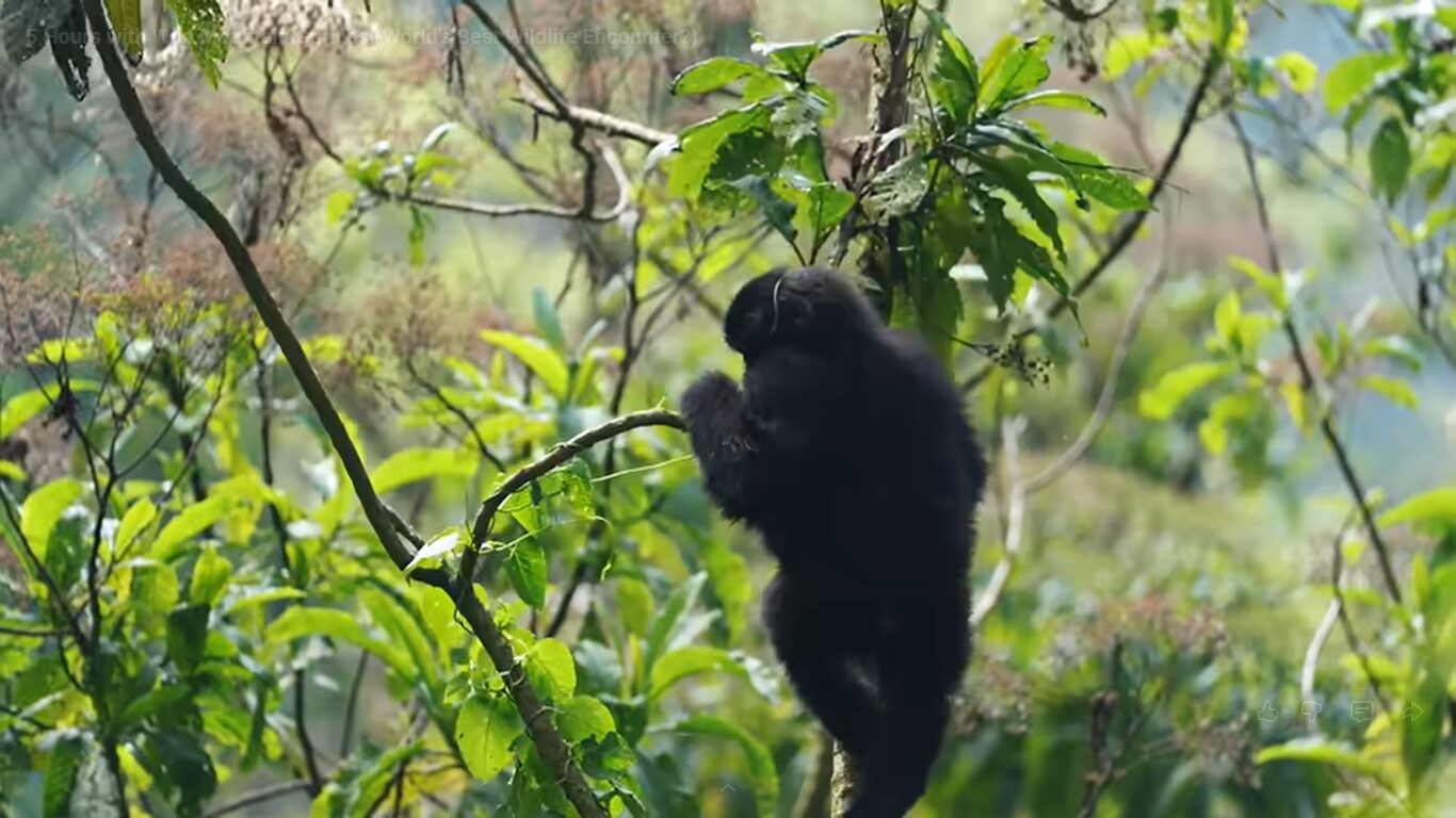 gorilla tracking in Uganda