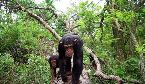 Tourist Attractions In Nyungwe Forest National Park