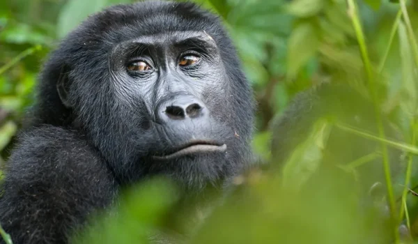 Which Sector Is The Best For Gorilla Trekking In Bwindi Impenetrable National Park?