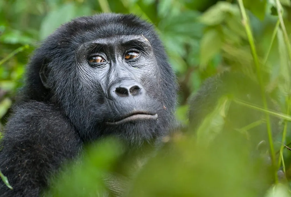 Which Sector is the Best for Gorilla Trekking in Bwindi Impenetrable National Park?
