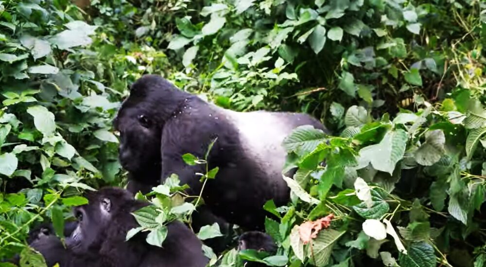 Gorilla Trekking Permits