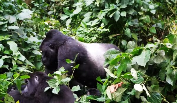 Gorilla Trekking Permits