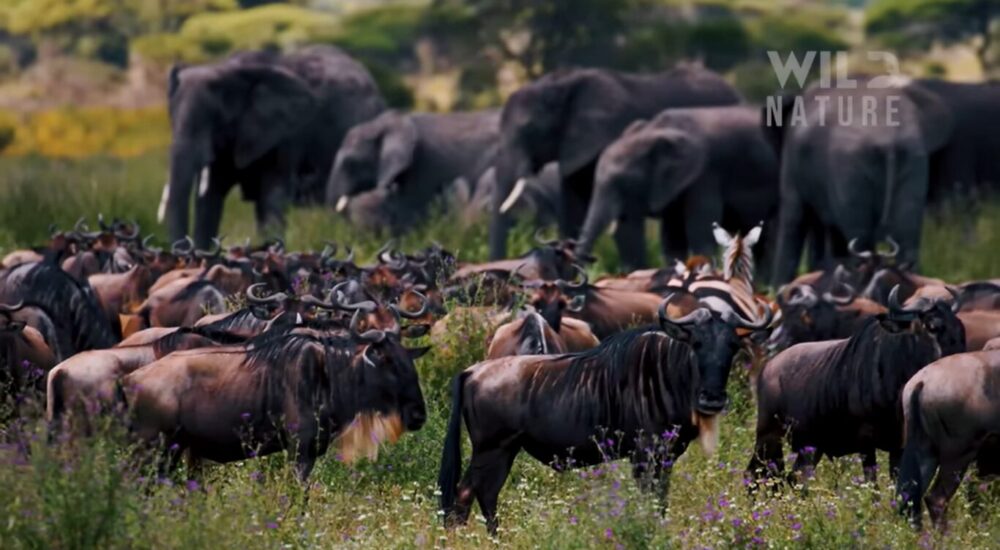 What Is The Cost Of An East African Safari?