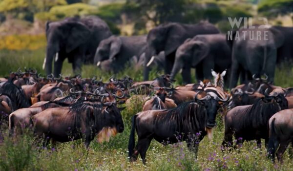 What Is The Cost Of An East African Safari?