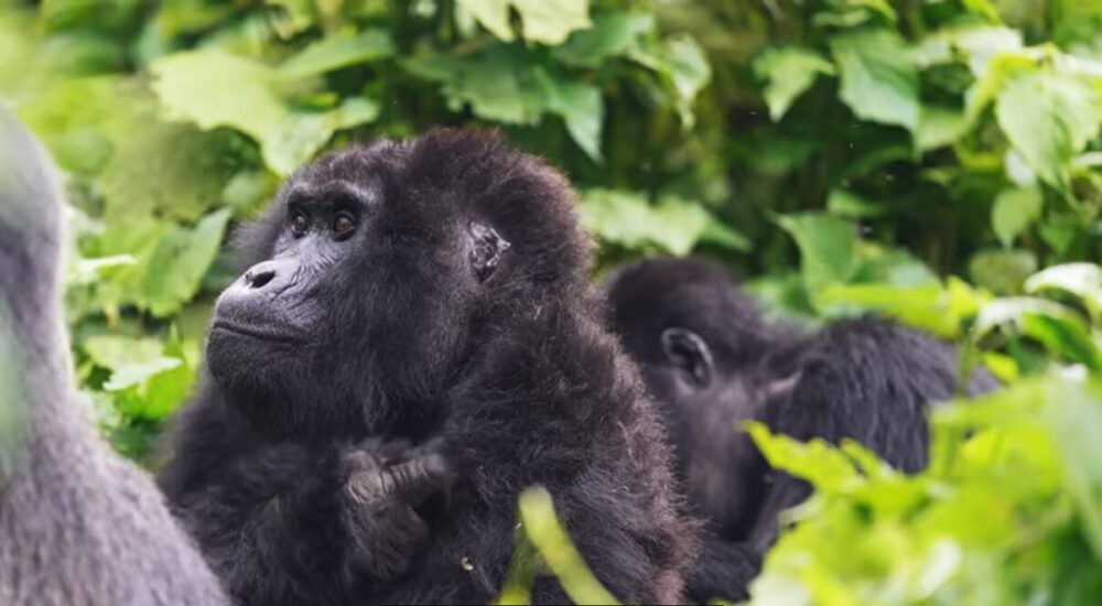 Gorilla Wildlife Experience